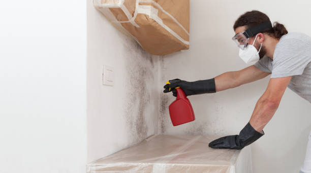 Professional Mold Cleanup technician working in Saugatuck, MI